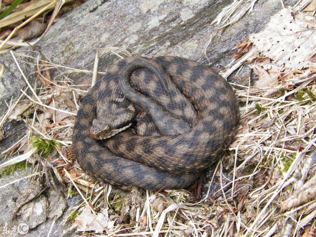 吉林智造领航未来，吉林最新高科技产品引领生活新潮流